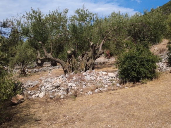 Faraklata Olive Grove, Vineyard & Historic Stone Building