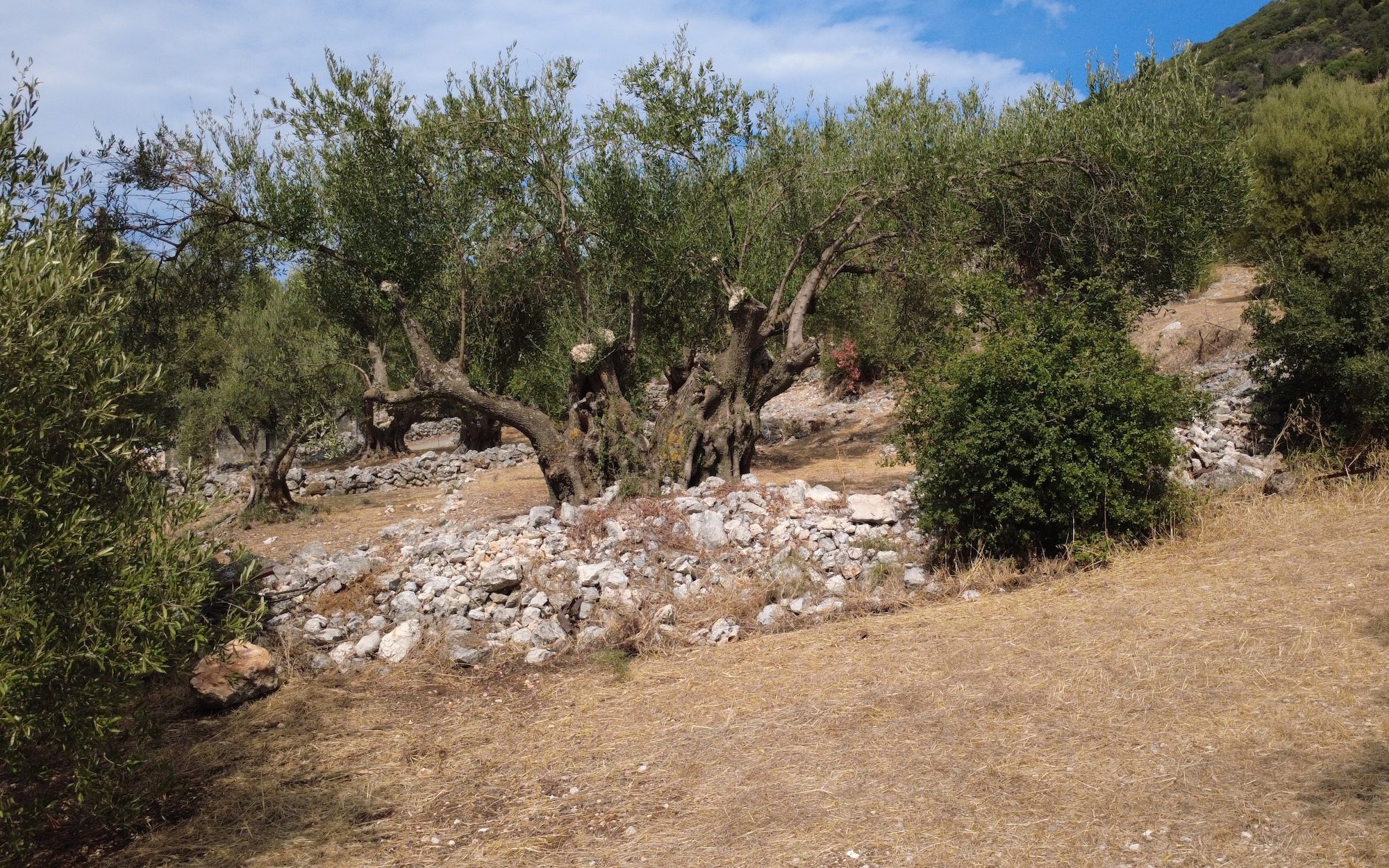 Faraklata Olive Grove, Vineyard & Historic Stone Building